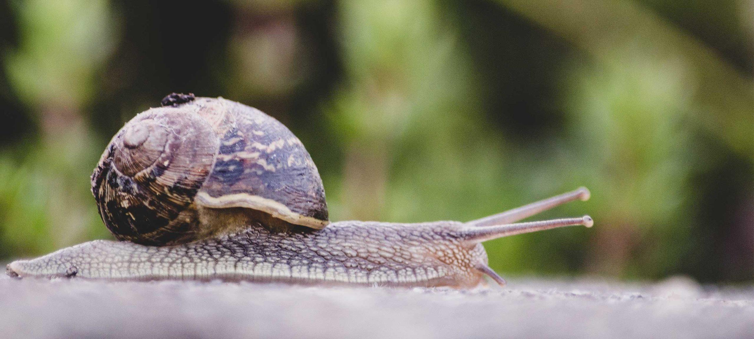 5 Key Reasons Why Your WordPress Site is Slow