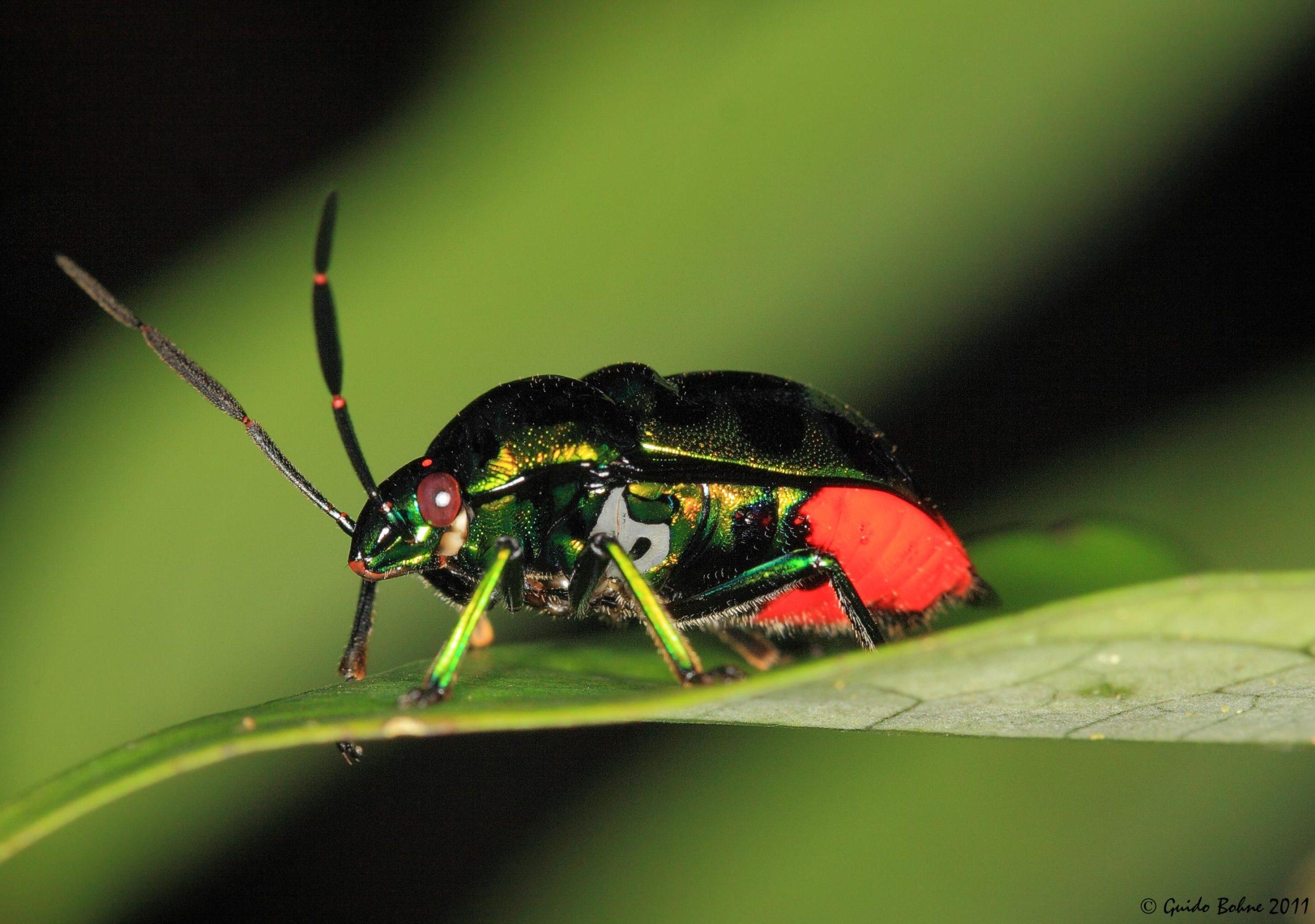 Photo of a Jewel bug
