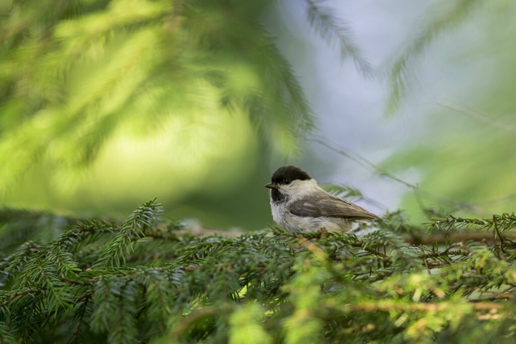 Willow tit sitting in a tree